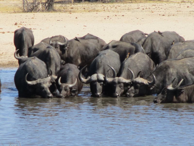 Buffalo