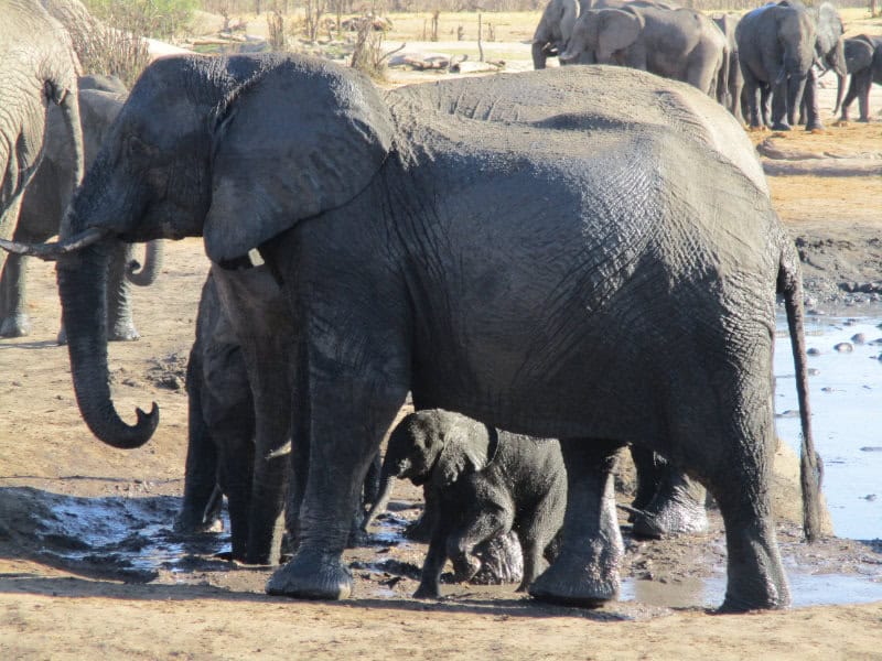baby elephant