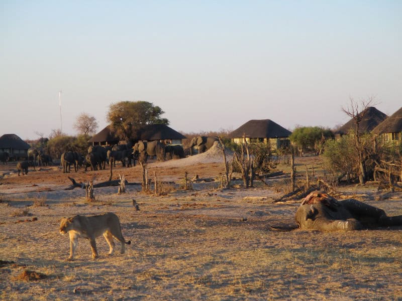 Lioness on safari